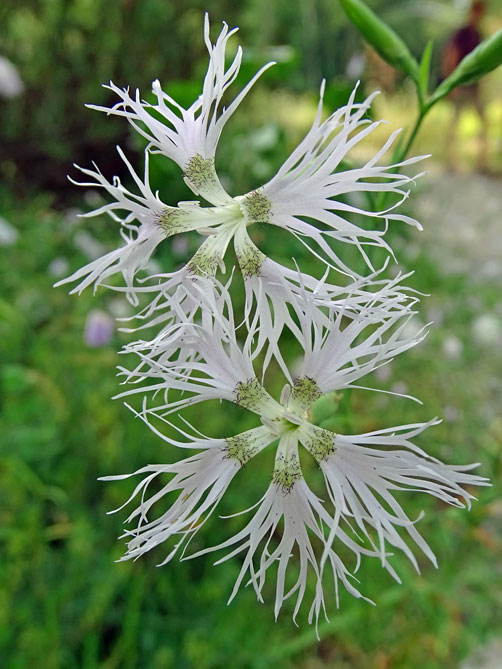 Stein-Nelke / Dianthus sylvestris