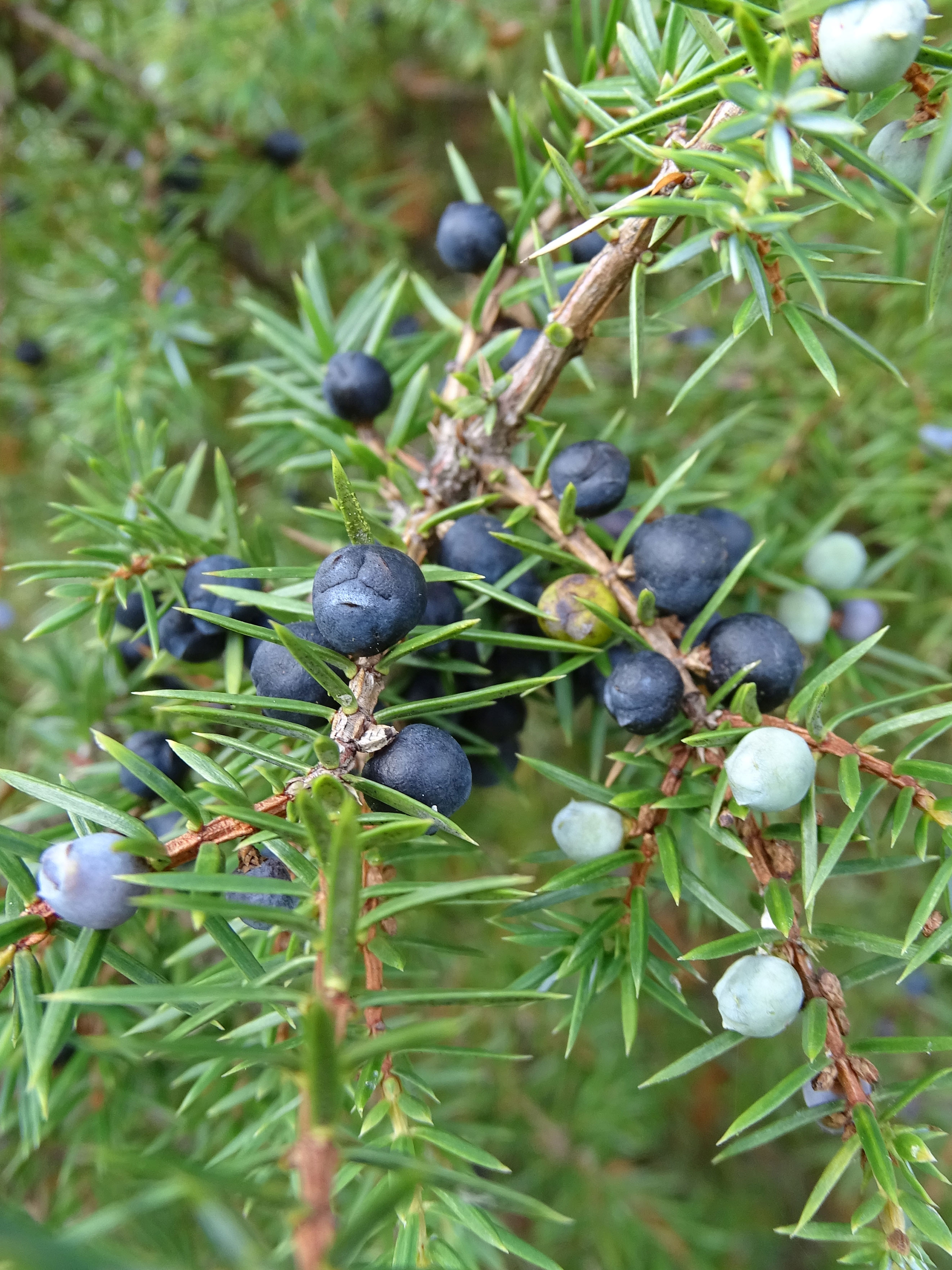 Gewöhnlicher Wacholder / Juniperus communis