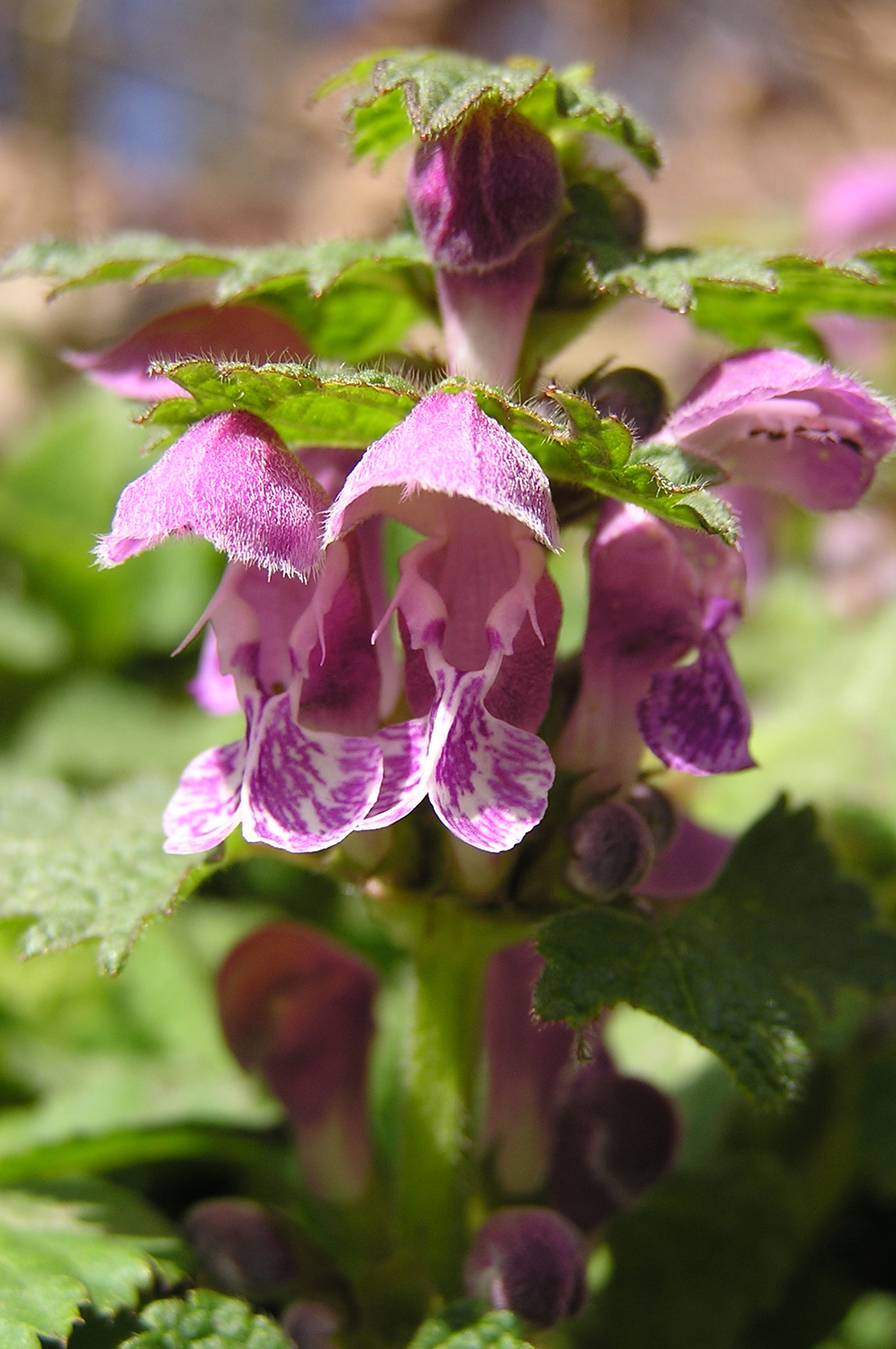 Gefleckte Taubnessel / Lamium maculatum