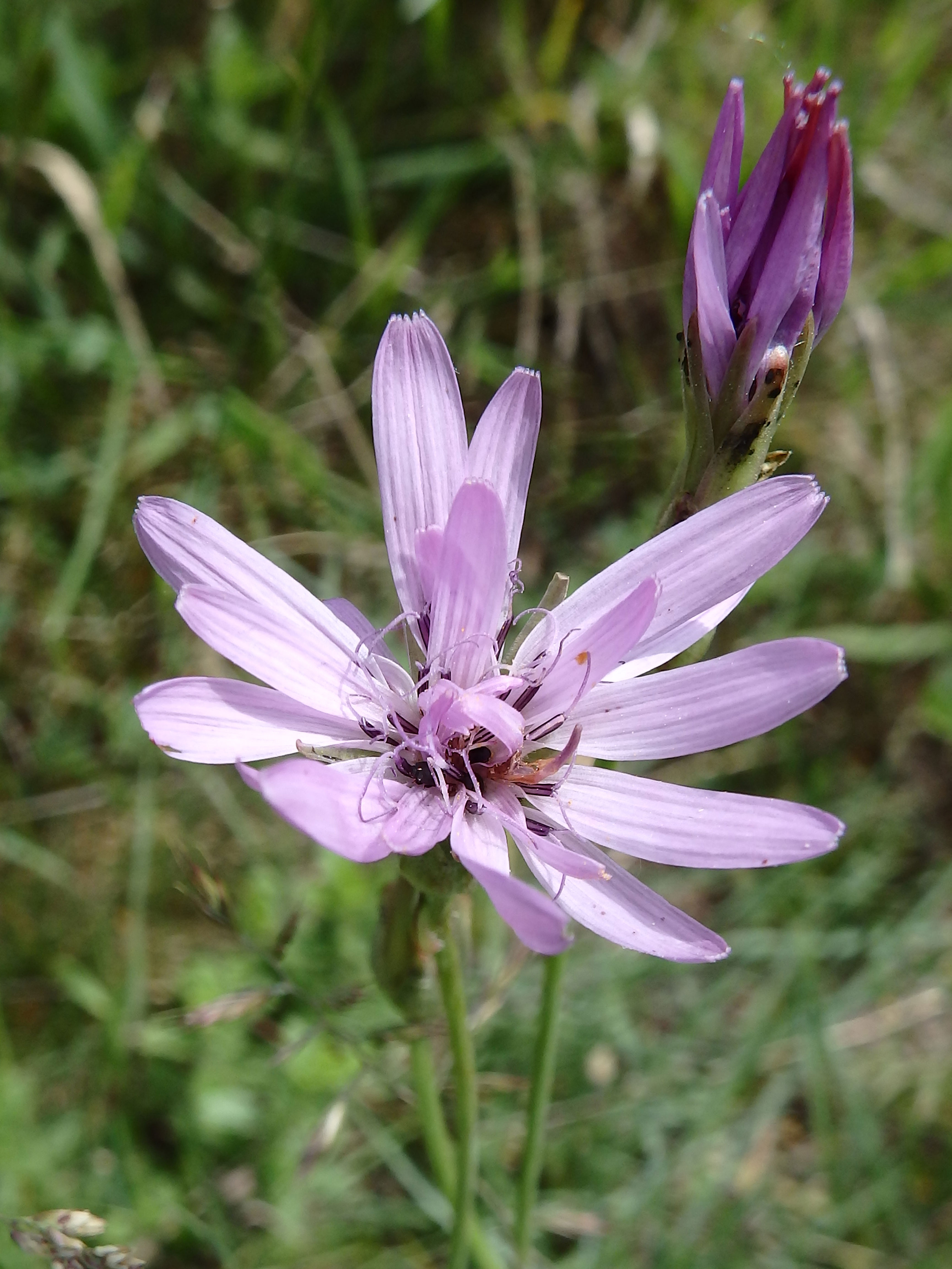 Purpur-Schwarzwurzel / Scorzonera purpurea