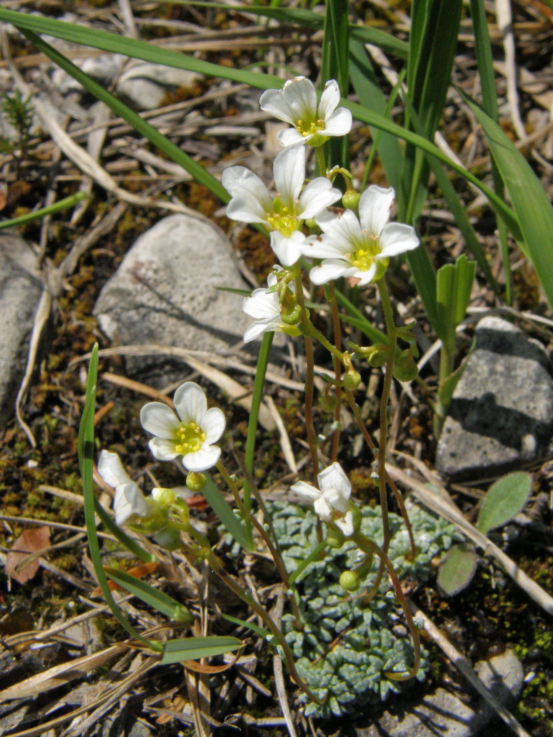 Blaugrüner Steinbrech / Saxifraga caesia