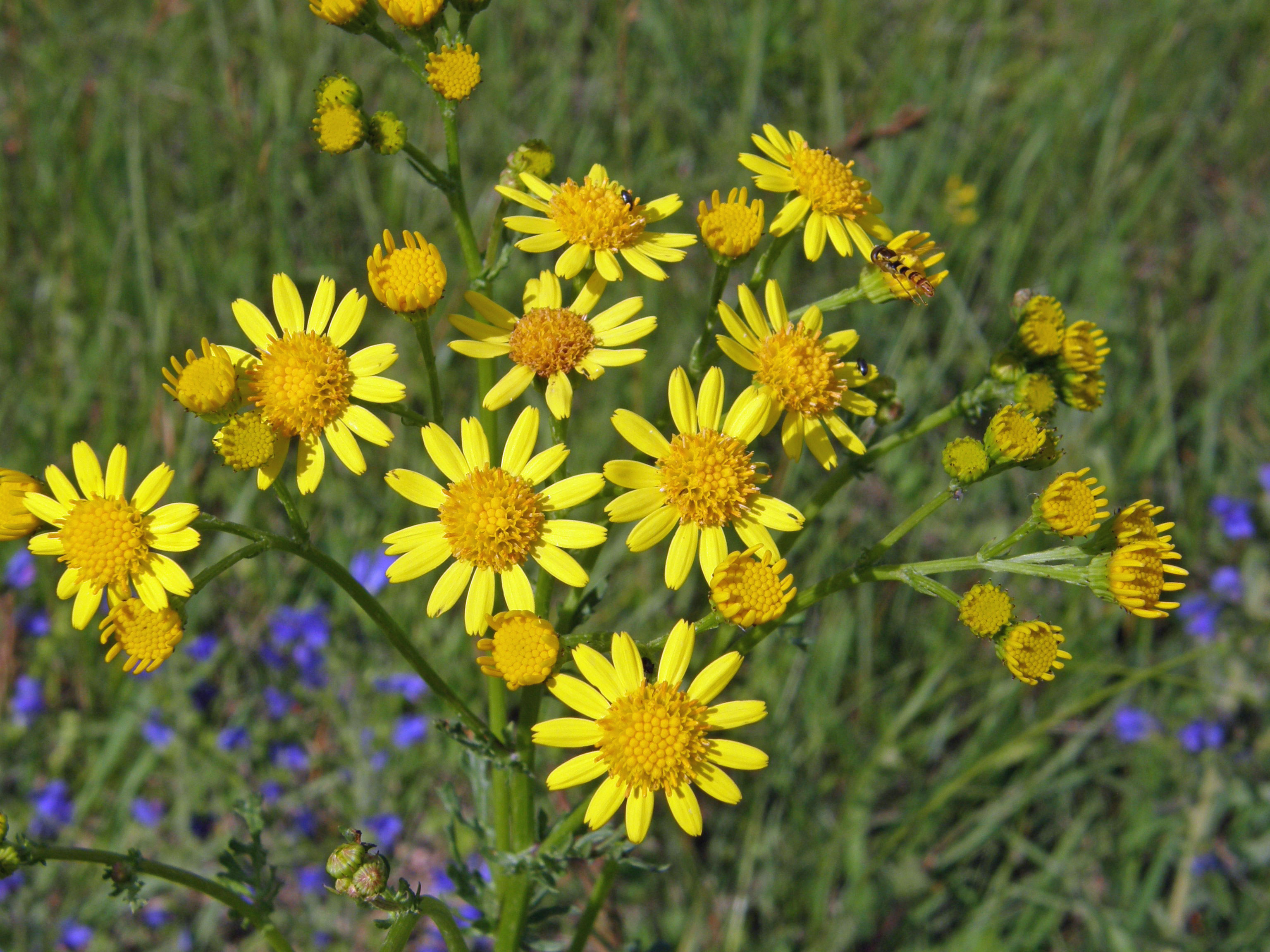 Jakobs-Greiskraut / Senecio jacobaea