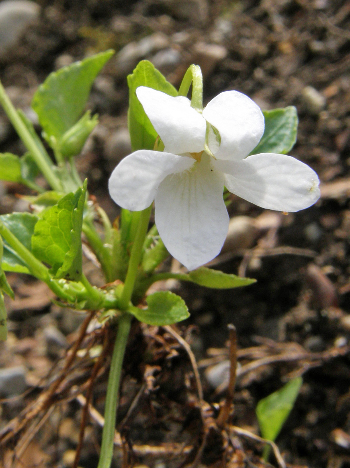 Weißes Veilchen / Viola alba