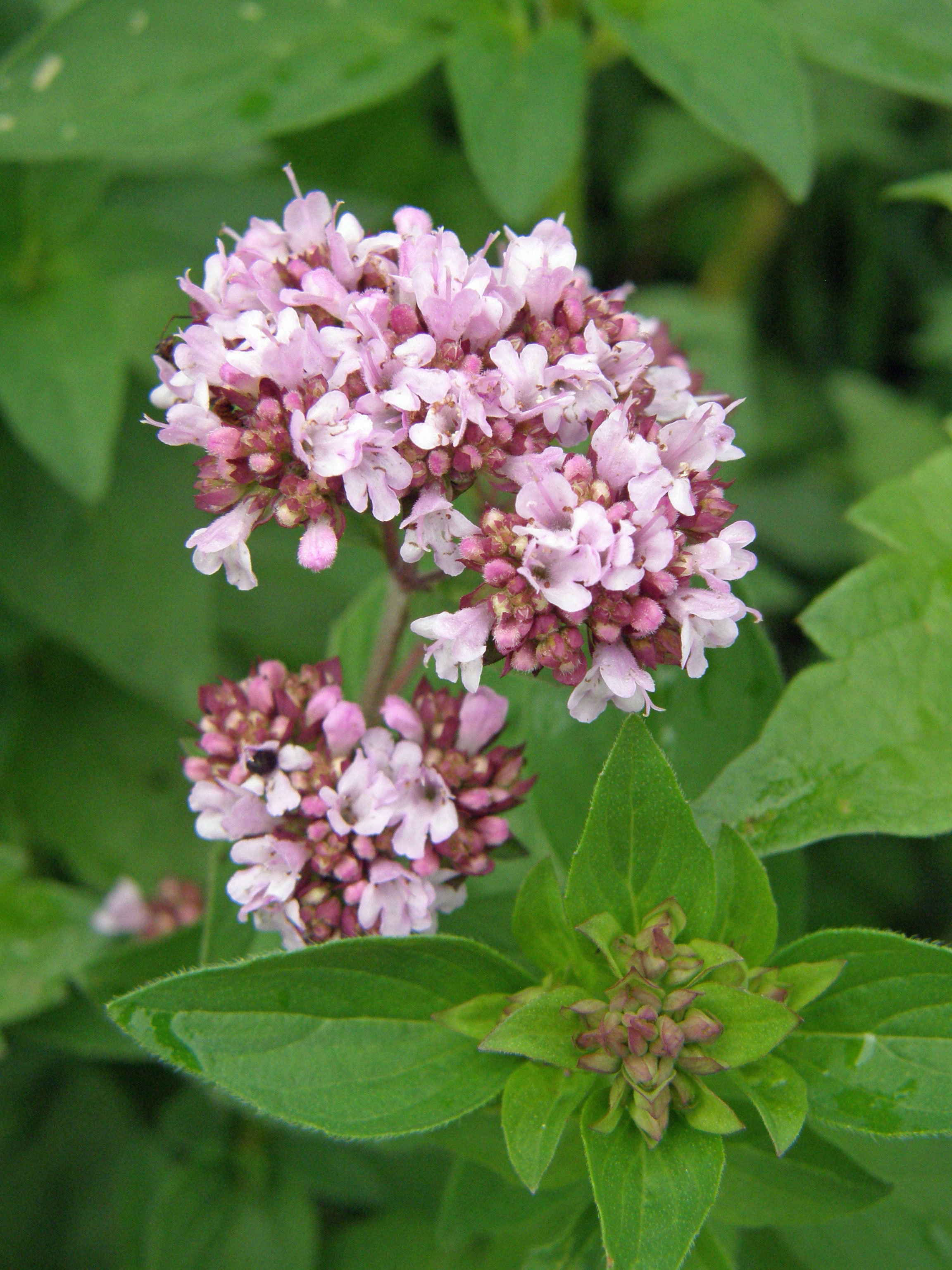 Echter Dost / Origanum vulgare