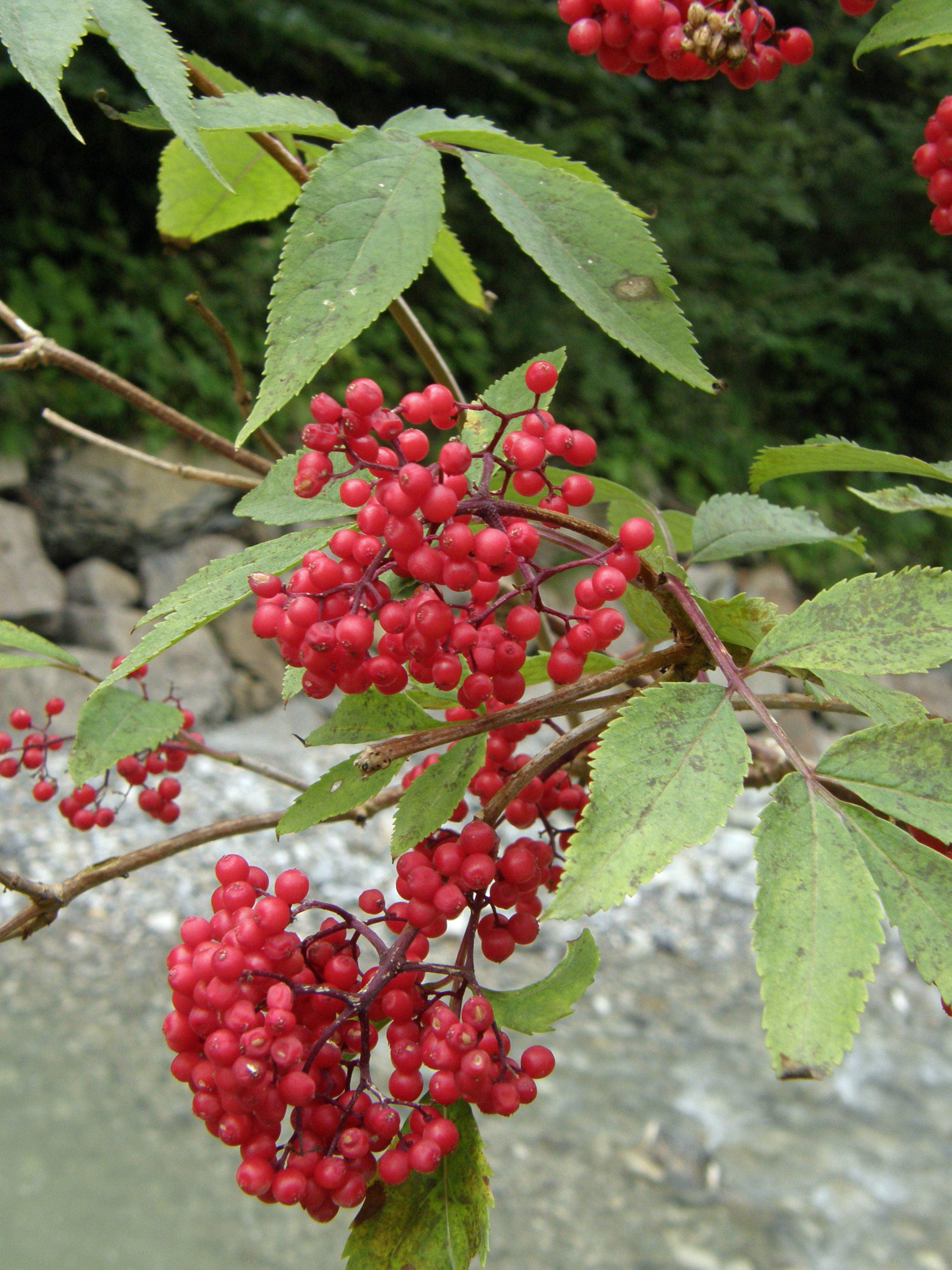 Rote Holunder, Hirsch-, Trauben- oder Berg-Holunder / Sambucus racemosa