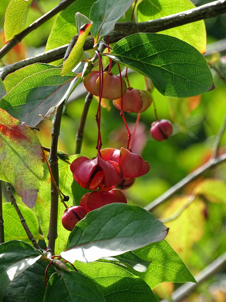 Breitblättriges Pfaffenhütchen / Euonymus latifolius