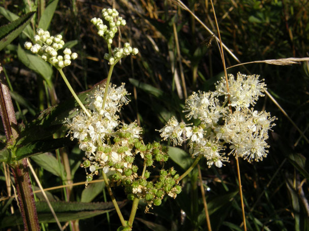 Echtes Mädesüß / Filipendula ulmaria