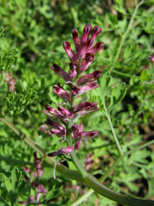 Gewöhnlicher Erdrauch / Fumaria officinalis