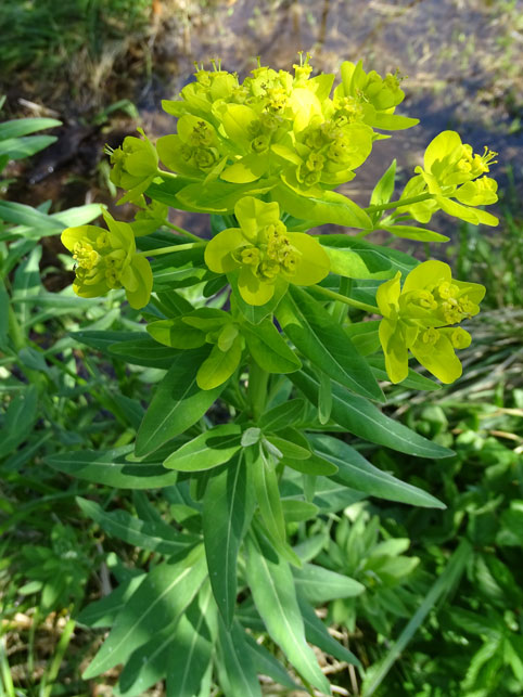 Sumpf-Wolfsmilch / Euphorbia palustris