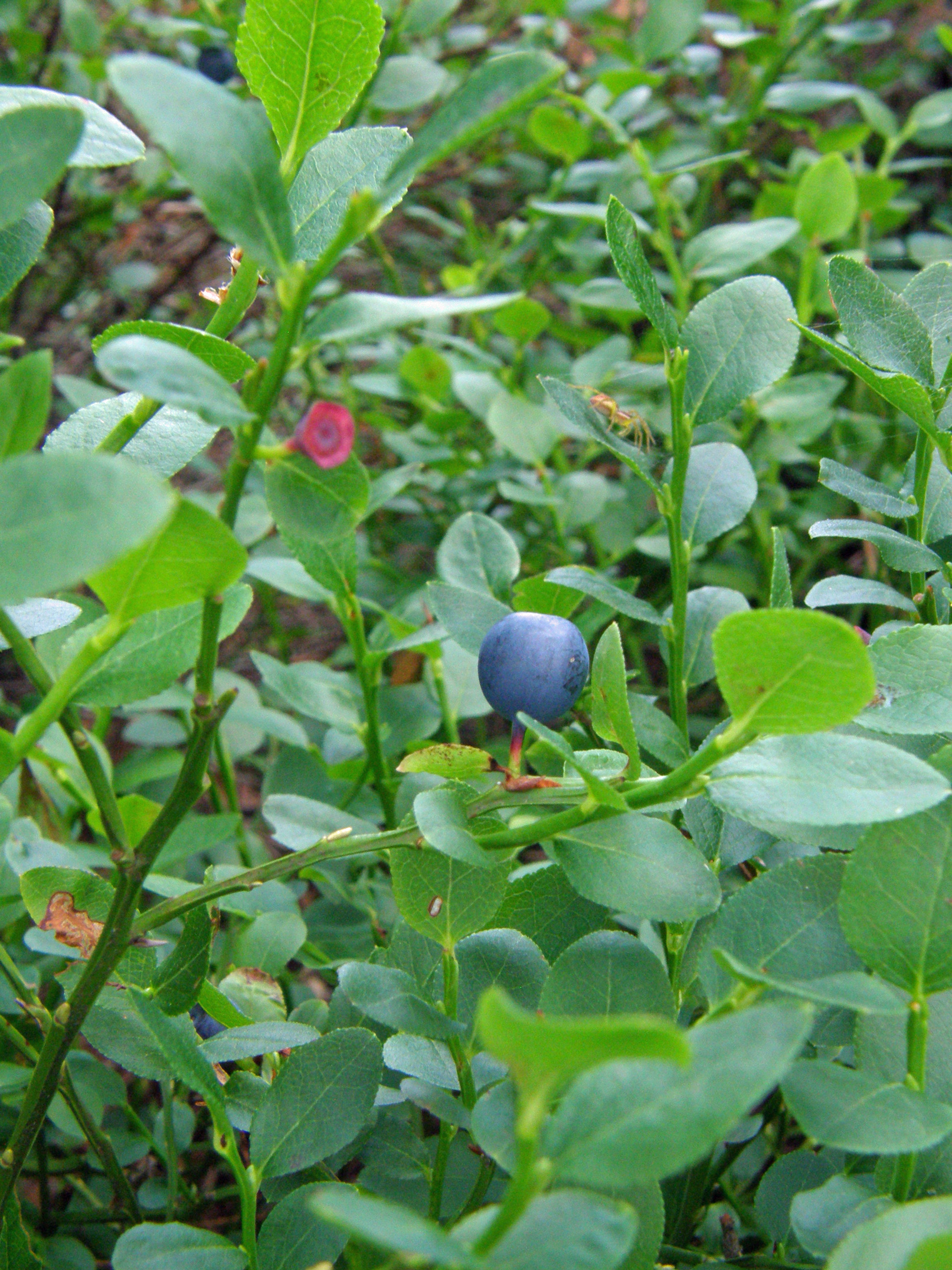 Blaubeere / Vaccinium myrtillus