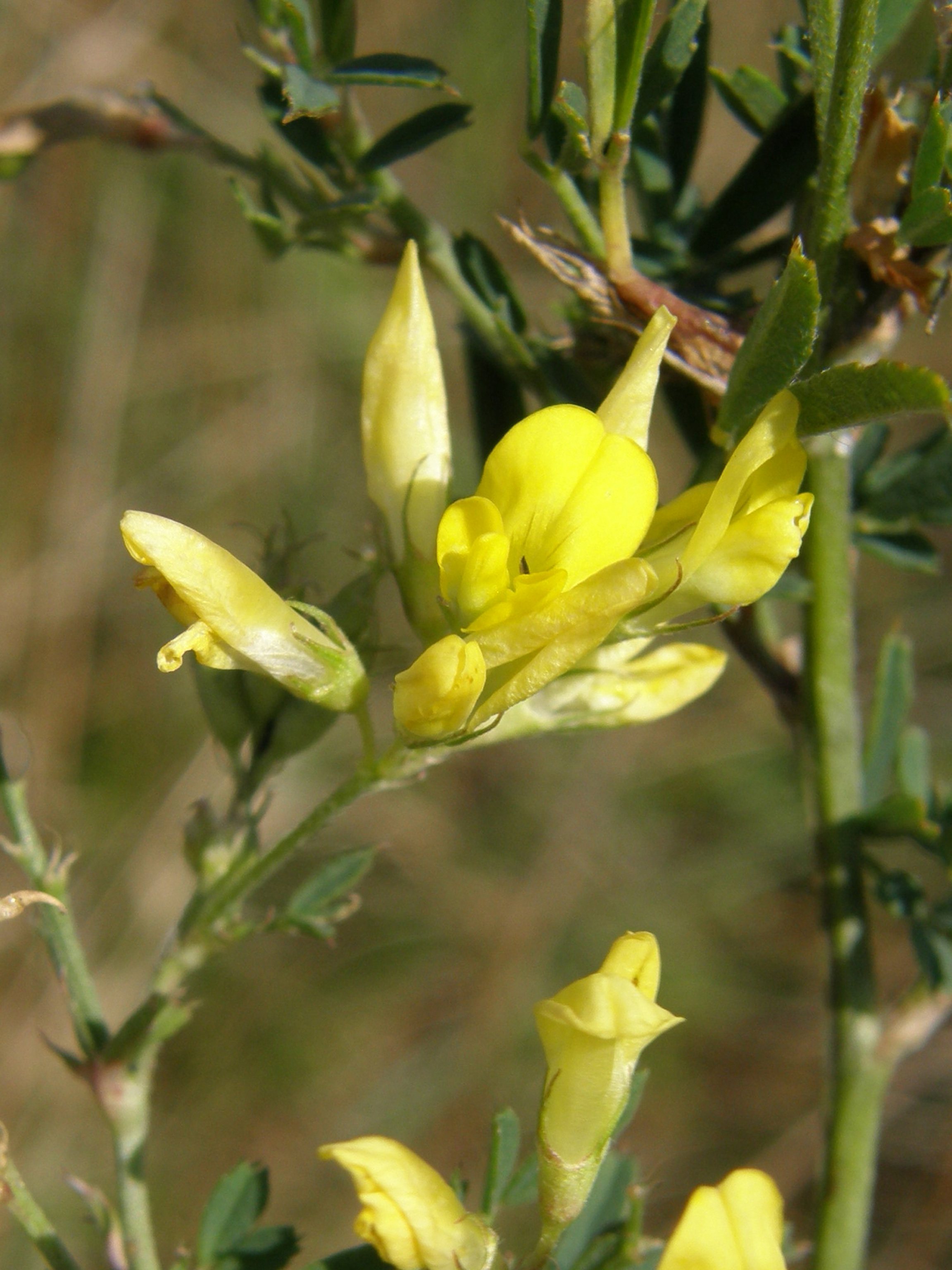 Sichelklee / Medicago falcata