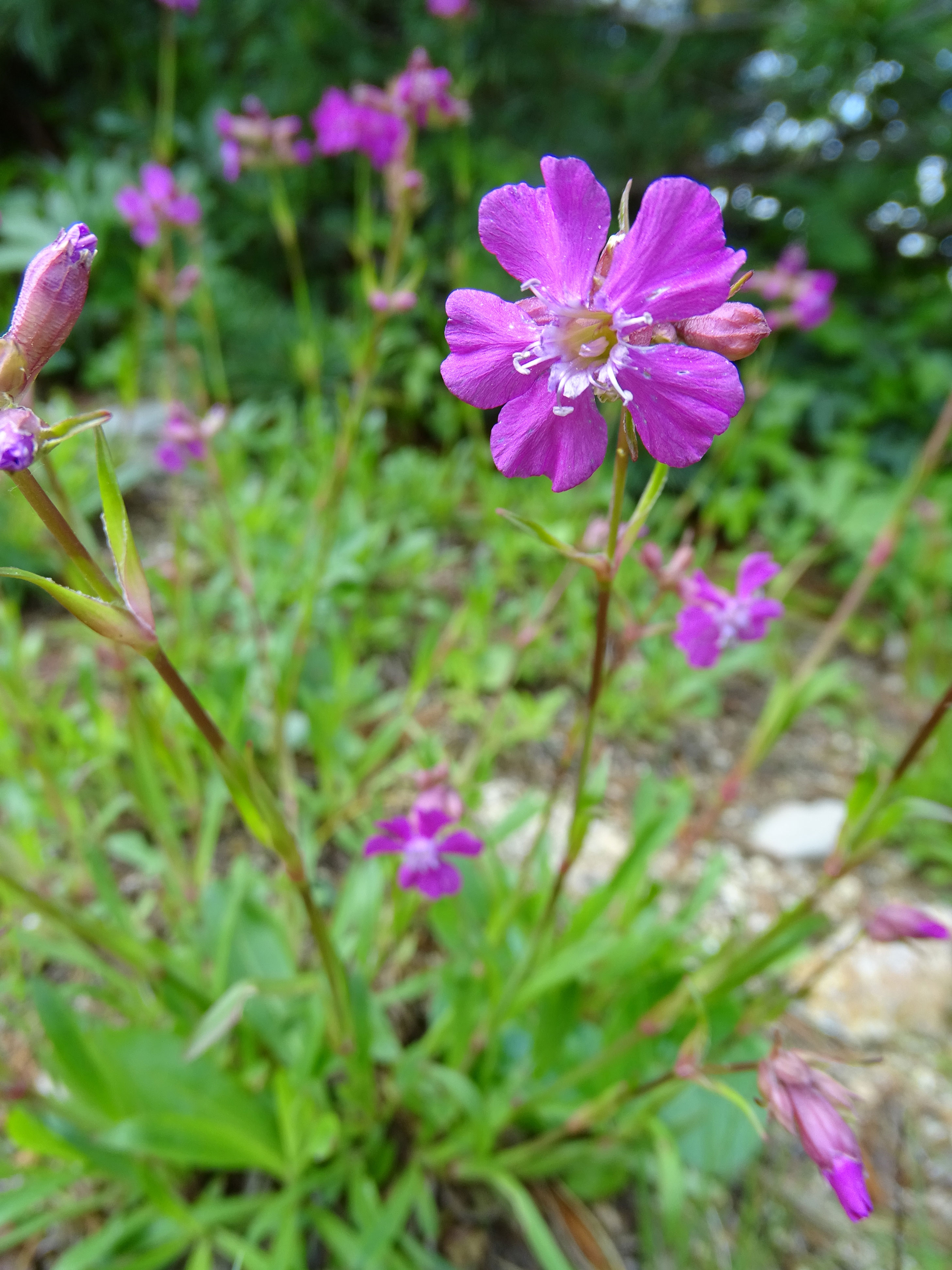 Gewöhnliche Pechnelke / Lychnis viscaria