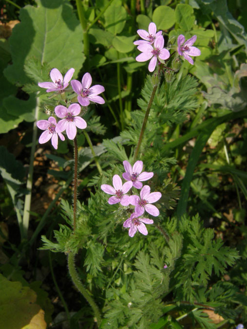 Gewöhnlicher Reiherschnabel / Erodium cicutarium