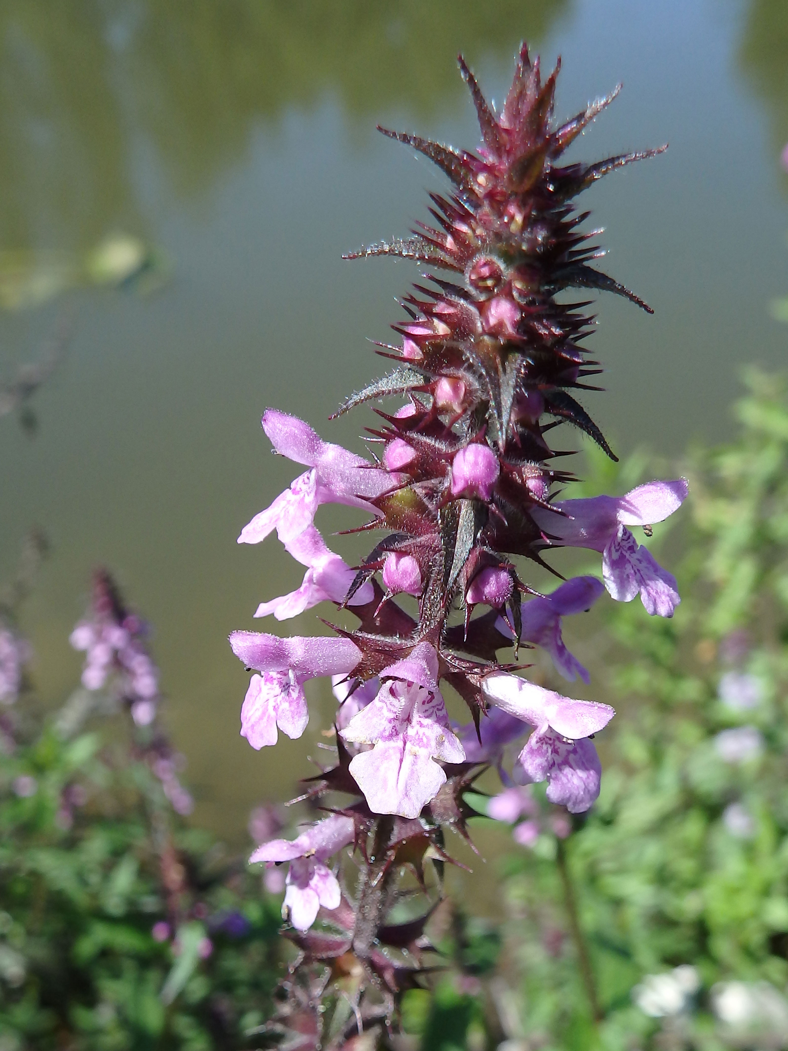 Sumpf-Ziest / Stachys palustris