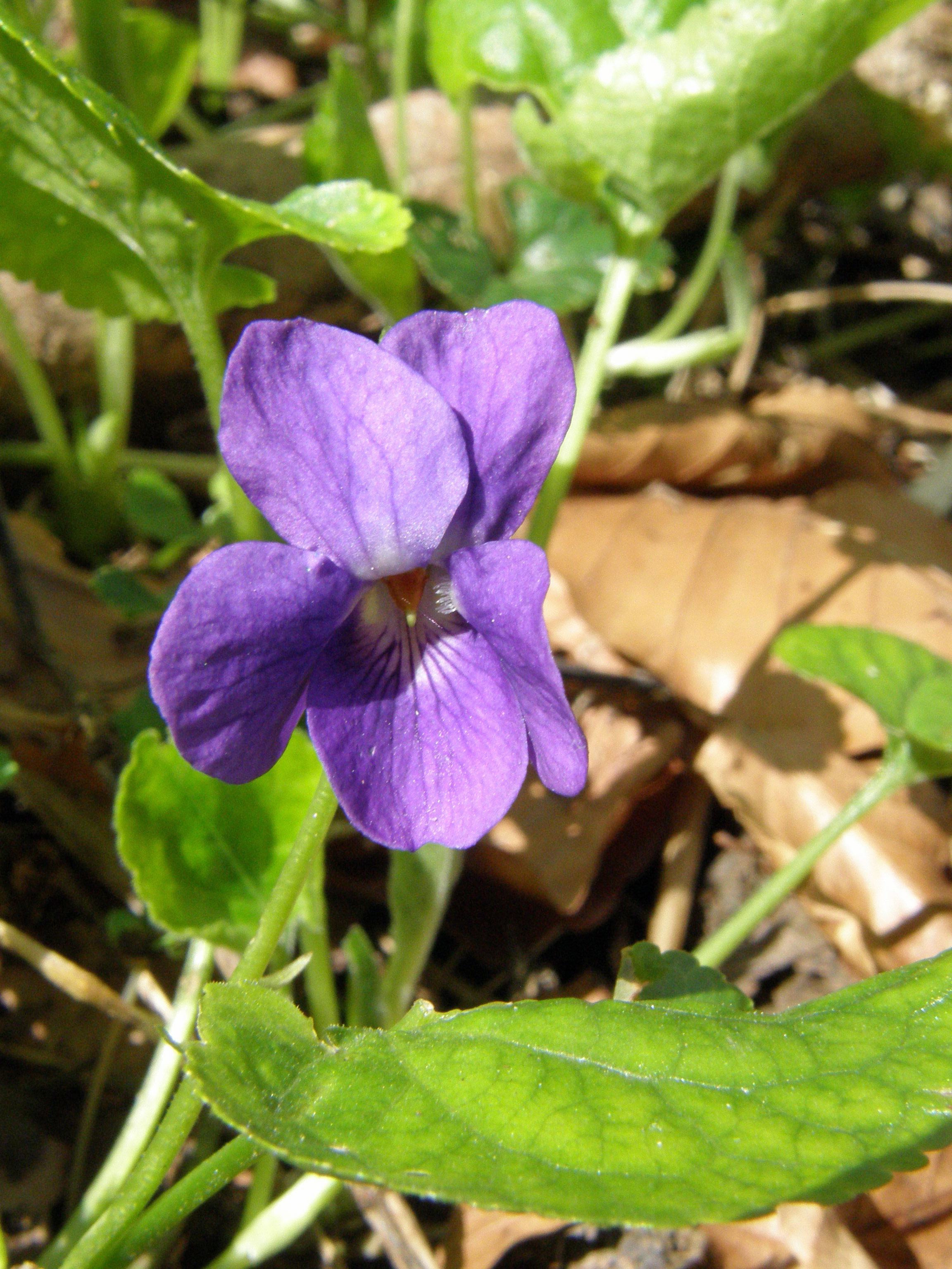 Rauhes Veilchen / Viola hirta