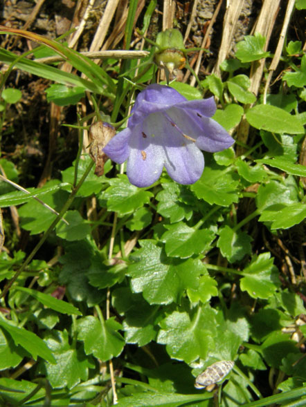 Kleine Glockenblume / Campanula cochleariifolia