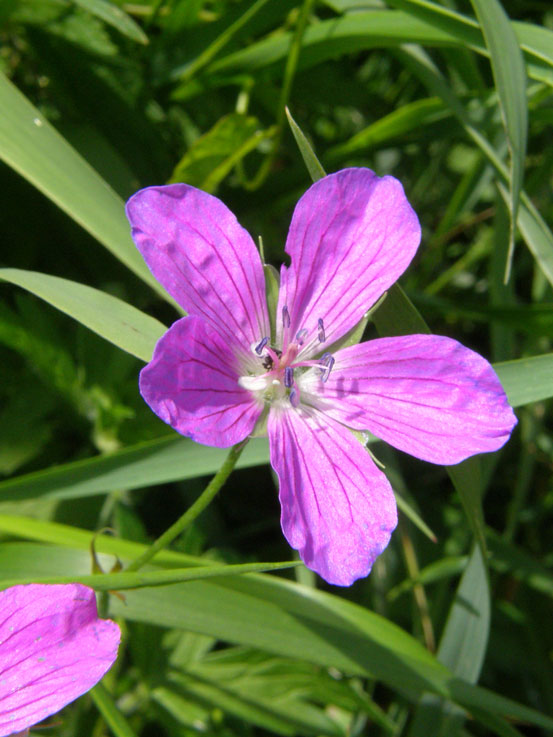 Sumpf-Storchschnabel / Geranium palustre