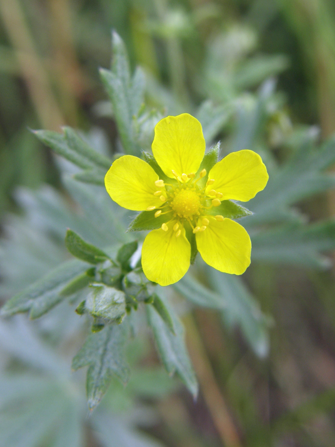 Silber-Fingerkraut / Potentilla argentea