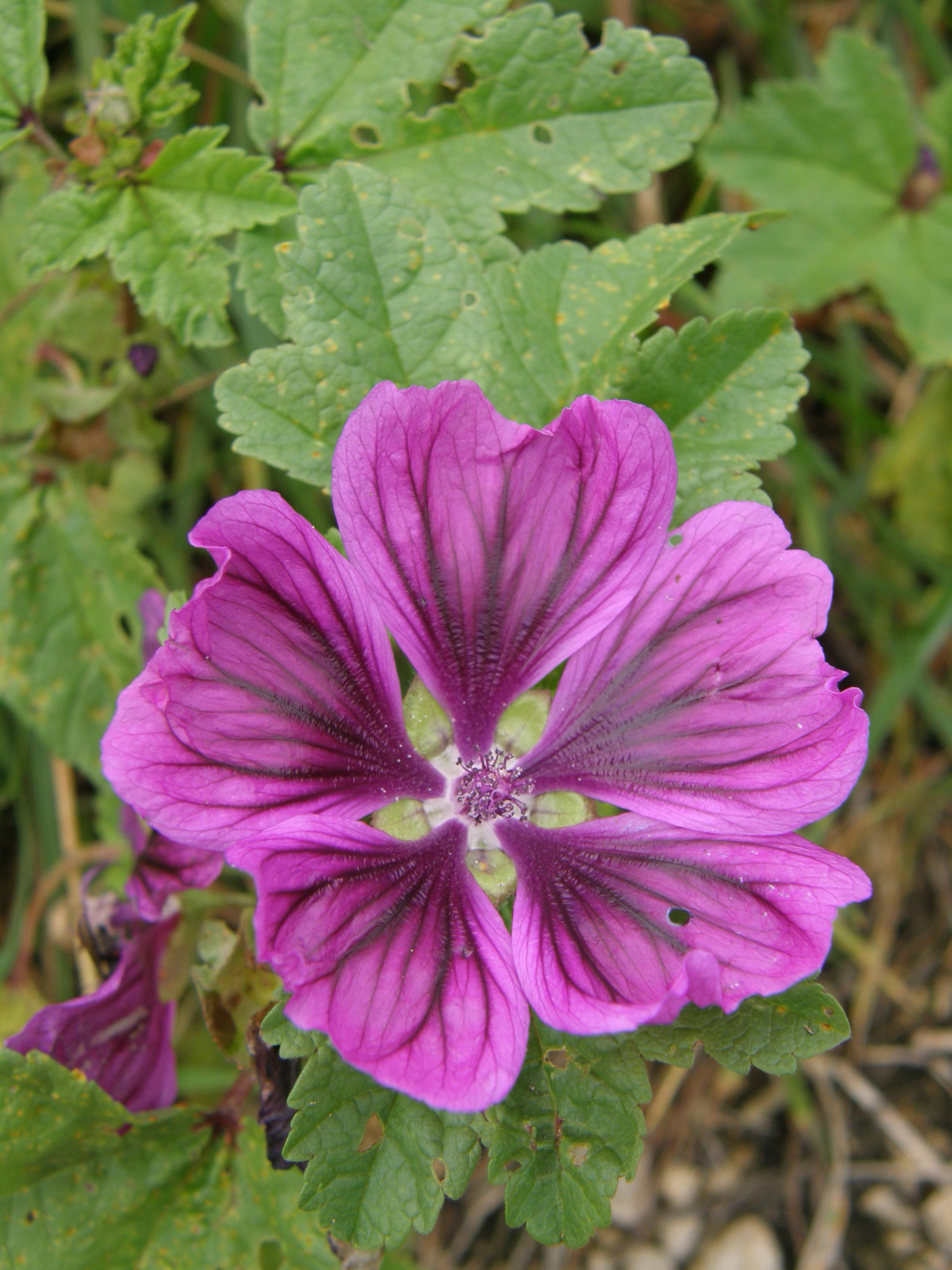 Wilde Malve / Malva sylvestris