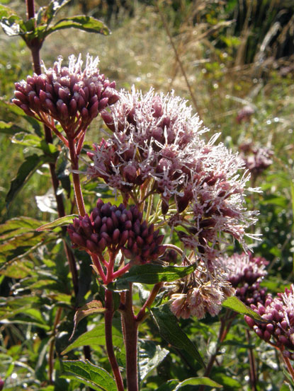 Wasserdost / Eupatorium cannabinum