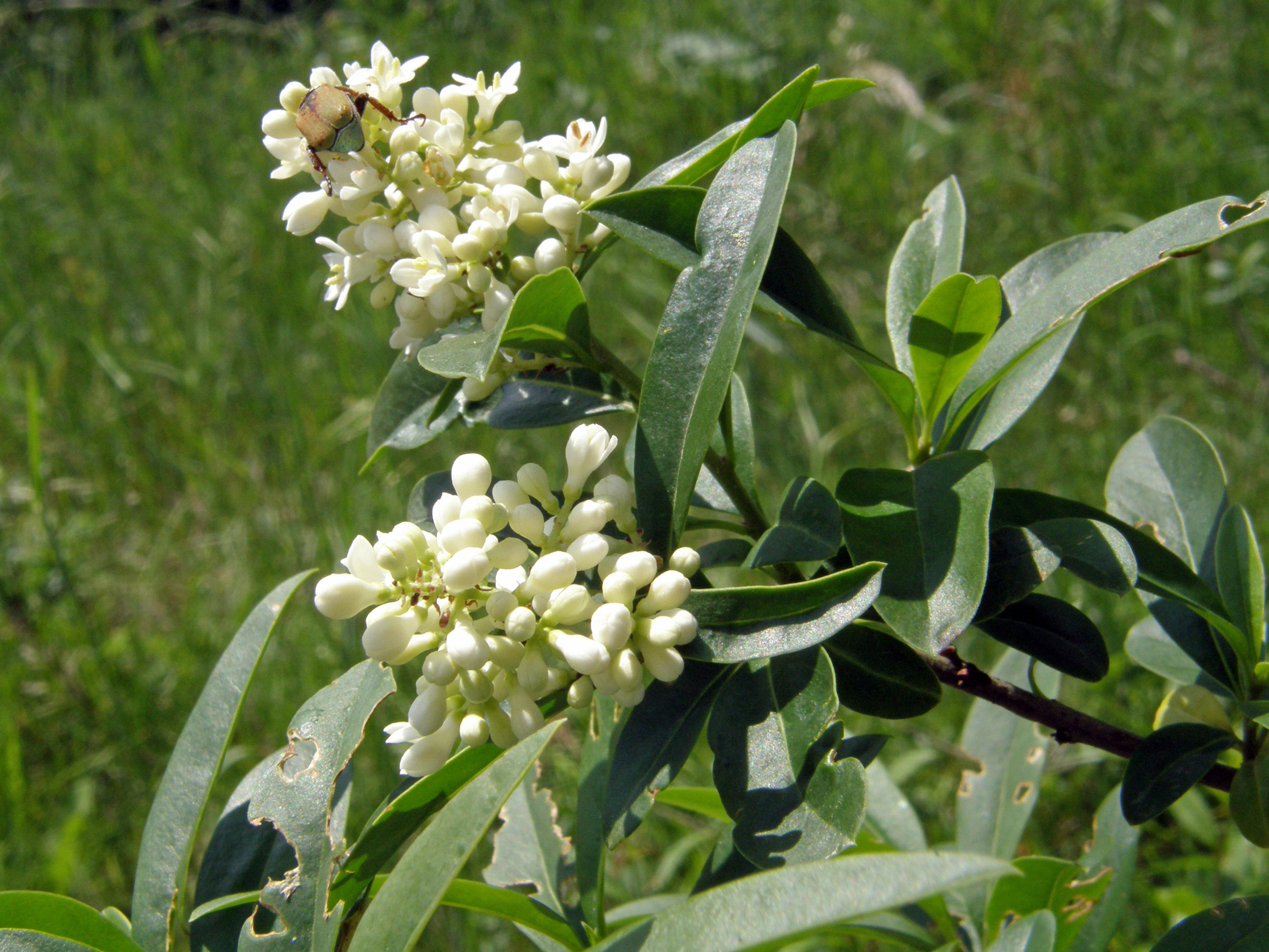 Gewöhnlicher Liguster / Ligustrum vulgare