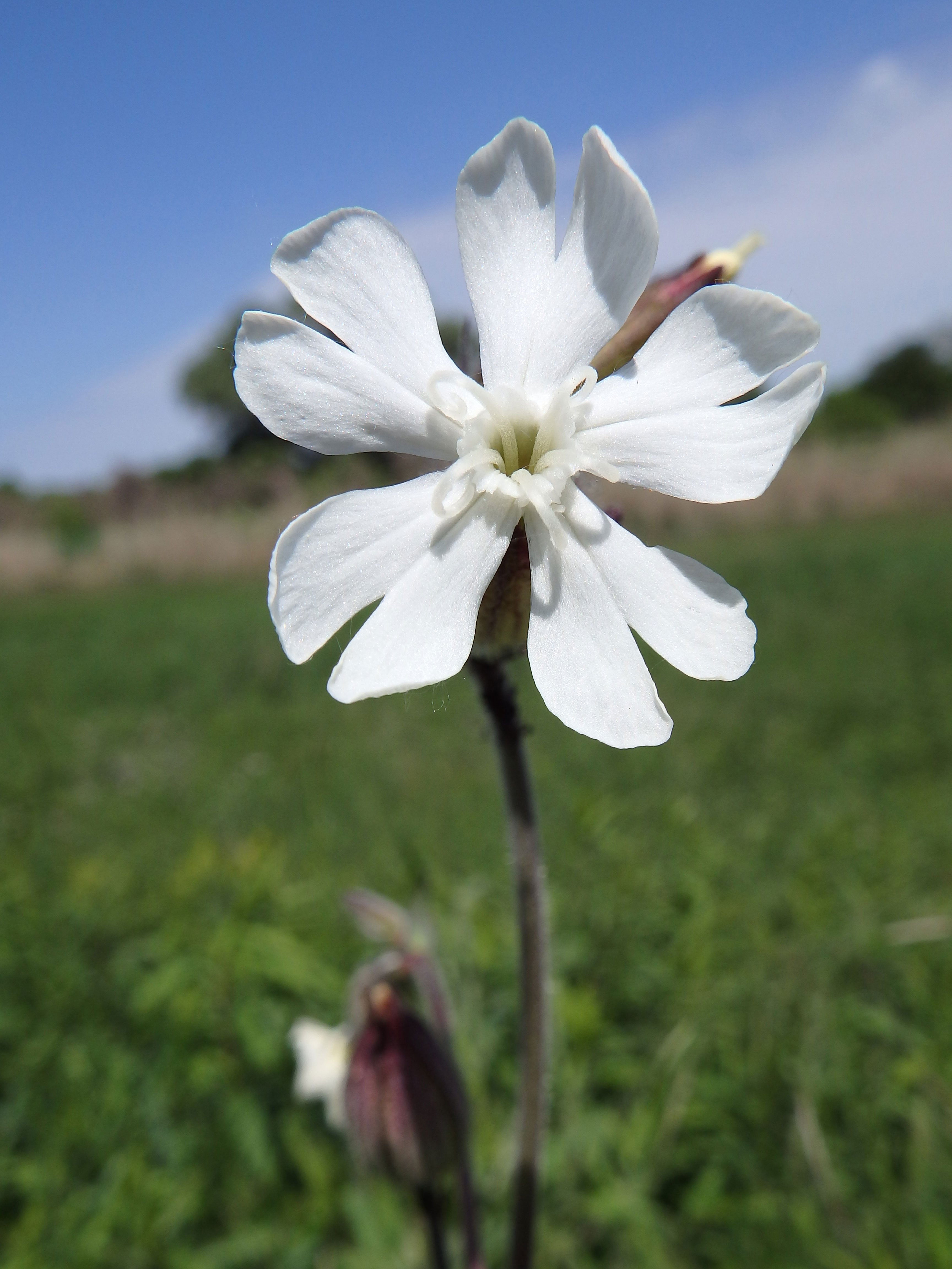 Weiße Lichtnelke / Silene latifolia