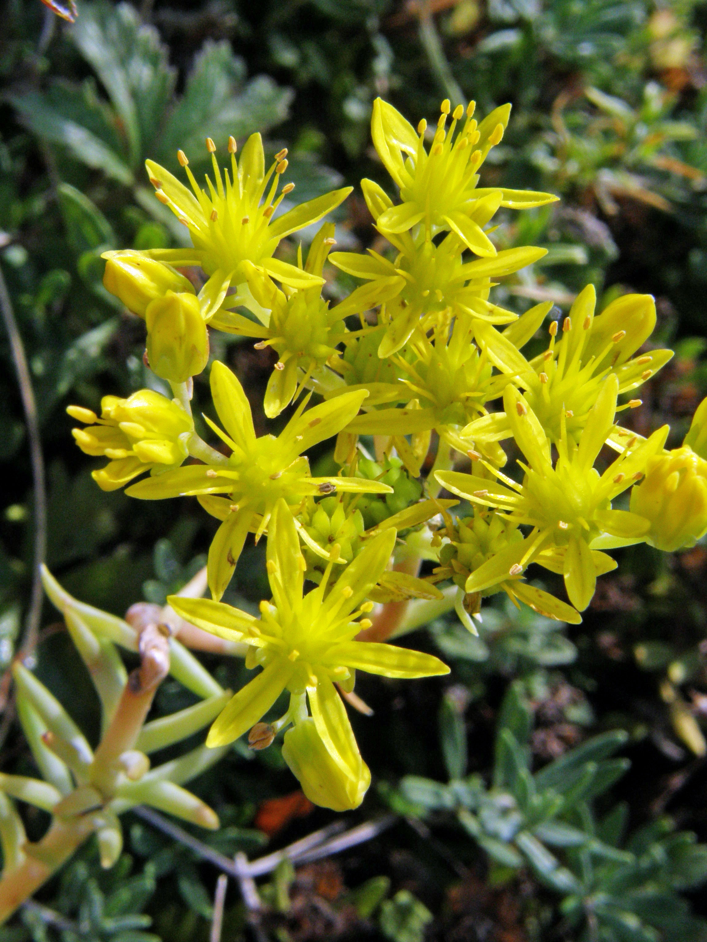 Felsen-Fetthenne / Sedum rupestre