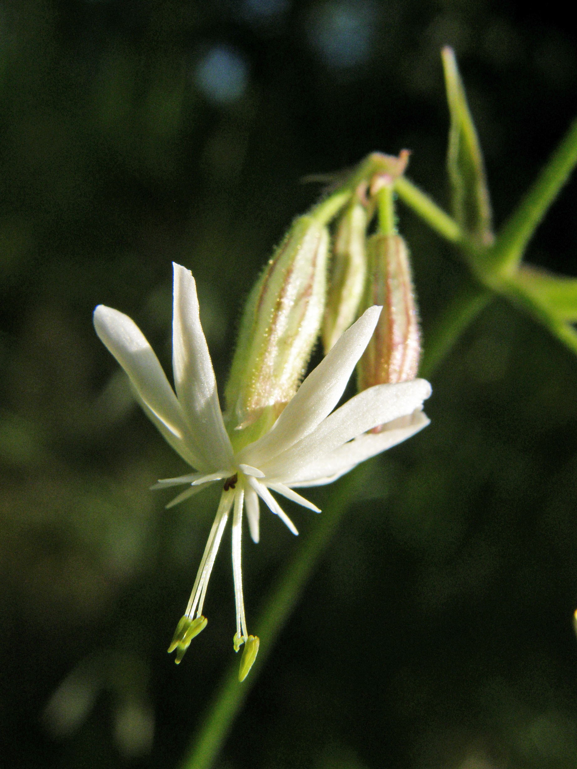 Nickendes Leimkraut / Silene nutans