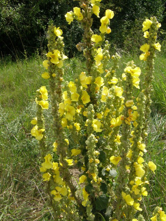 Großblütige Königskerze / Verbascum densiflorum