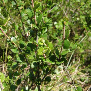 Zwerg-Birke / Betula nana