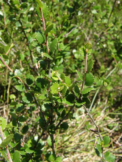 Zwerg-Birke / Betula nana