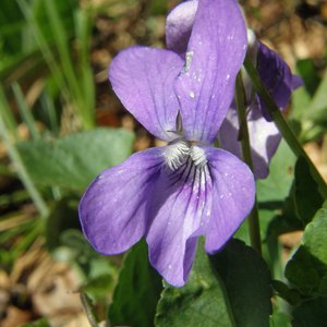 Hain-Veilchen / Viola riviniana