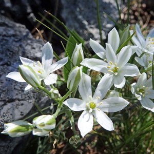Dolden-Milchstern / Ornithogalum umbellatum