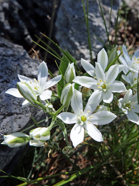 Dolden-Milchstern / Ornithogalum umbellatum