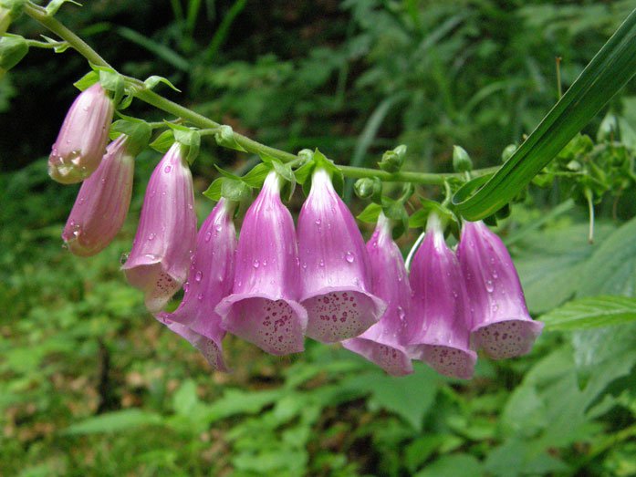 Roter Fingerhut / Digitalis purpurea