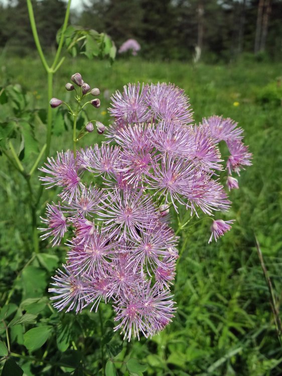 Akeleiblättrige Wiesenraute / Thalictrum aquilegifolium