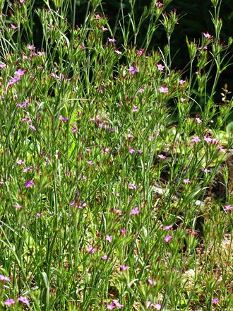 Rauhe Nelke / Dianthus armeria