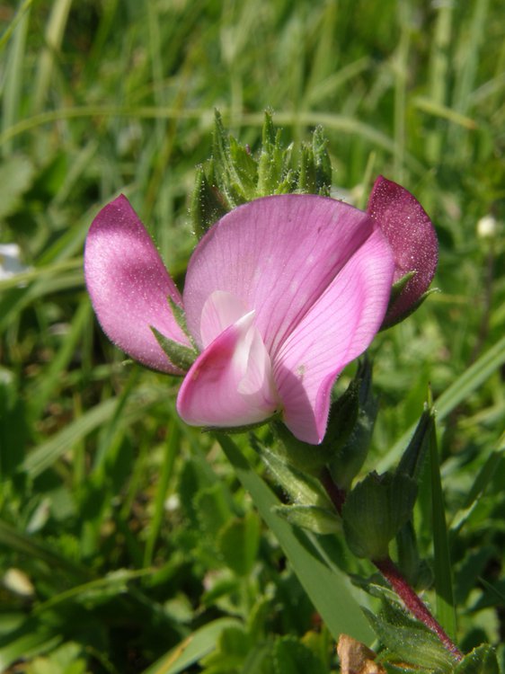 Gewöhnliche Hauhechel / Ononis spinosa