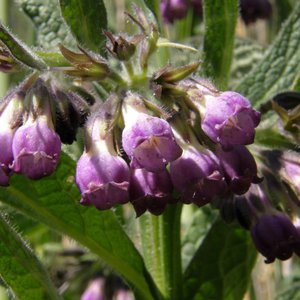 Gewöhnlicher Beinwell / Symphytum officinale