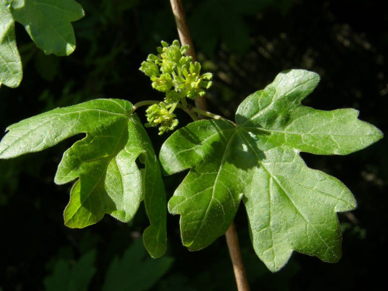 Feld-Ahorn / Acer campestre