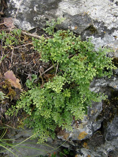 Mauerfarn / Asplenium ruta-muraria