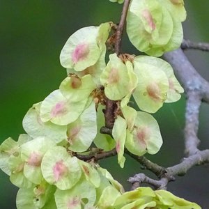 Berg-Ulme / Ulmus glabra