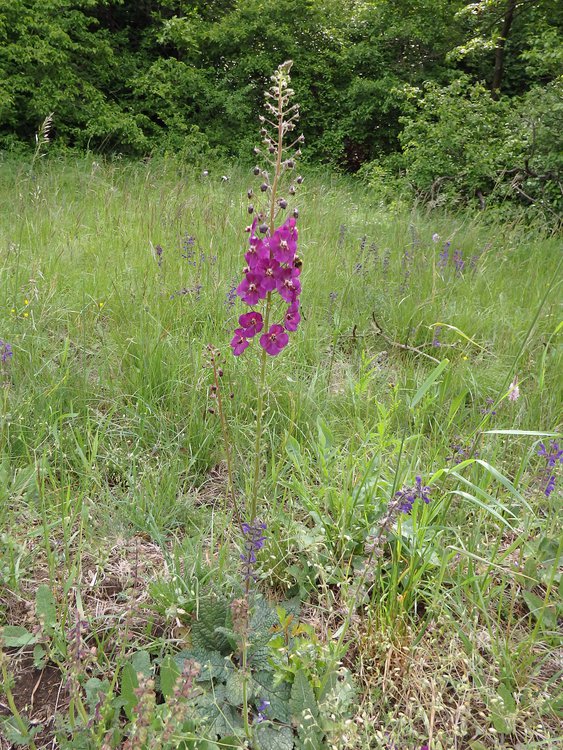 Violette Königskerze / Verbascum phoeniceum