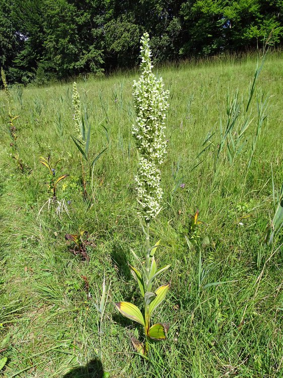 Weißer Germer / Veratrum album
