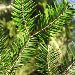 Weiß-Tanne / Abies alba