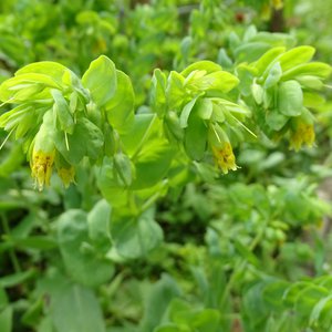 Alpen-Wachsblume / Cerinthe glabra