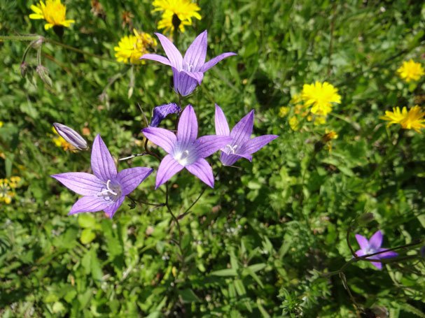 Wiesen-Glockenblume / Campanula patula