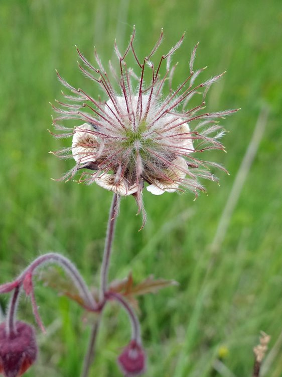 Bach-Nelkenwurz / Geum rivale