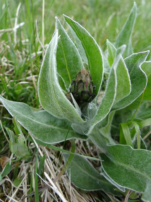 Berg-Flockenblume / Cyanus montanus