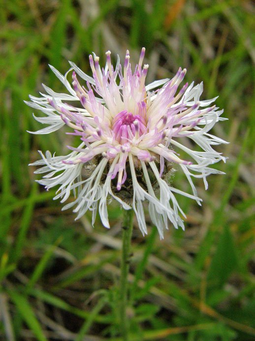 Skabiosen-Flockenblume / Centaurea scabiosa